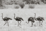 Ostriches, Masai Mara