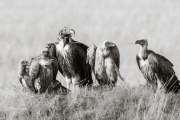 Vultures, Masai Mara