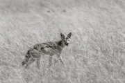 Jackal, Masai Mara
