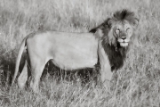 Lion, Masai Mara