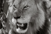 Lion, Masai Mara