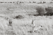 Lions reading a menu..., Masai Mara