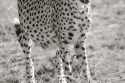 Cheetah, Masai Mara