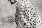 Cheetah, Masai Mara