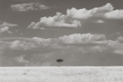 The Mara, a beautiful, vast grassy savannah.