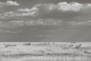 Zebras, Masai Mara