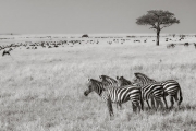 Zebras, Masai Mara