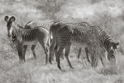 Grevy's Zebras, Samburu Reserve