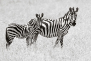 Zebras, Masai Mara