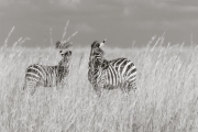 Zebras, Masai Mara