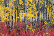 Alaskan Fireweed