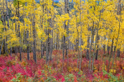 Alaskan Fireweed