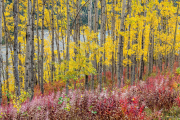 Alaskan Fireweed