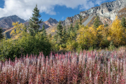 Alaskan Fireweed