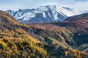 aspens, Chugach Mountains