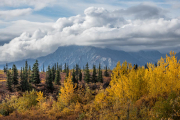 aspens, Chugach Mountains