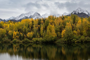 aspens, Chugach Mountains