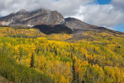 aspens, Chugach Mountains