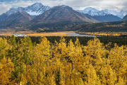 aspens, Chugach Mountains