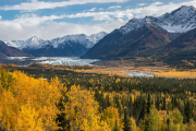 aspens, Matanuska Glacier