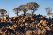 Quiver Tree forest