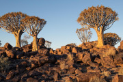 Quiver Tree forest