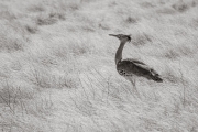 Kori Bustard