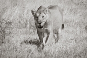 Lioness