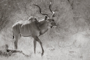 Kudu