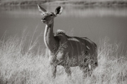 Kudu