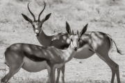 Grant's Gazelle