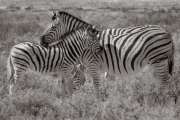 Zebras