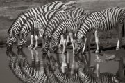 Zebras