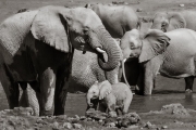 Elephant family