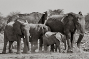 Elephant family