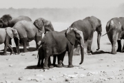 Elephant family