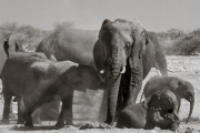 Elephant family