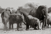 Elephant family