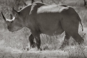 Rhinoceros