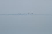 Ducks on the flodded Etosha Pan
