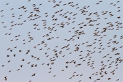 Quelia in synchronous flight