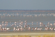 Flamingos