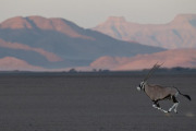 Oryx, Sossusvlei