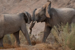 Namibia - Wildlife