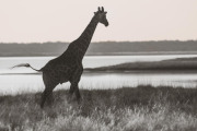 giraffe, Etosha