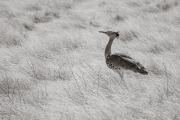 Kori Bustard, Etosha