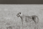 Lioness, Etosha