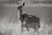 Kudu, Etosha