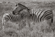 Zebra, Etosha