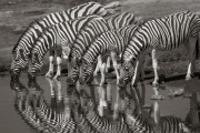 Zebra, Etosha